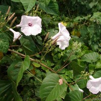 Ipomoea carnea Jacq.